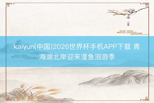 kaiyun(中国)2026世界杯手机APP下载 青海湖北岸迎来湟鱼洄游季